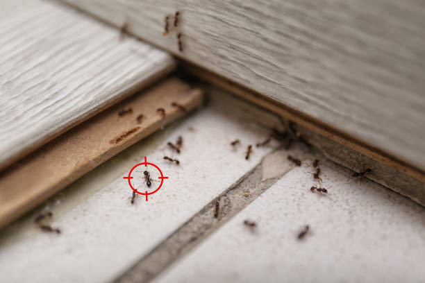 Best Emergency Pest Control  in Greenville, SC